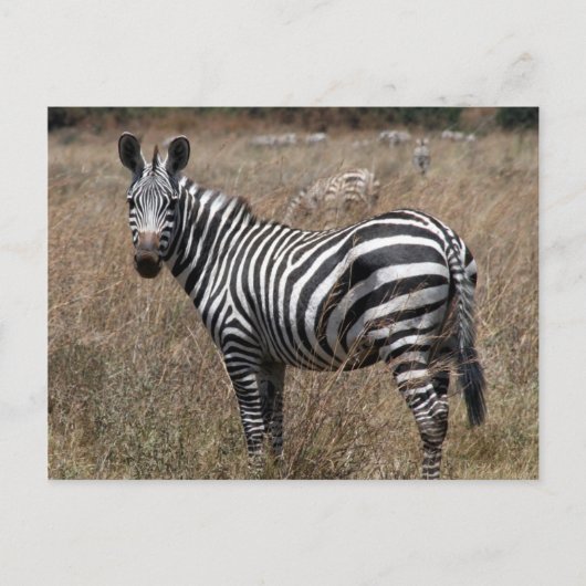 zebra blik briefkaart (Voorkant)