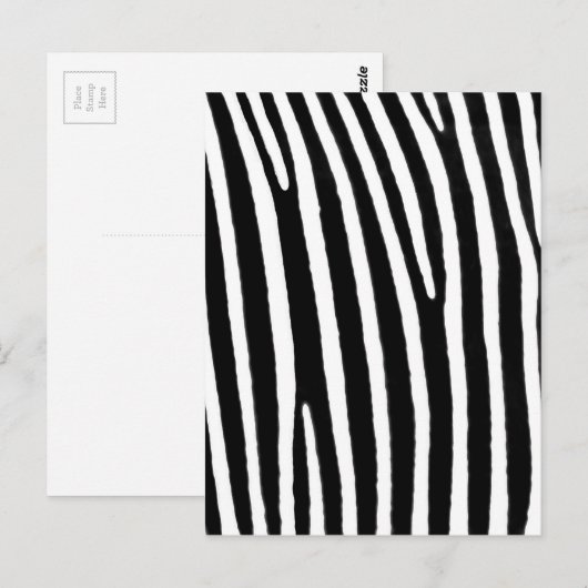 Zebra Briefkaart (Voorkant / Achterkant)