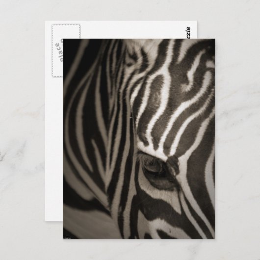 Zebra Briefkaart (Voorkant / Achterkant)