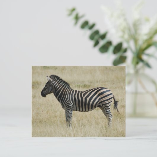 Zebra Briefkaart (Staand voorkant)