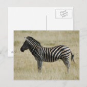 Zebra Briefkaart (Voorkant / Achterkant)