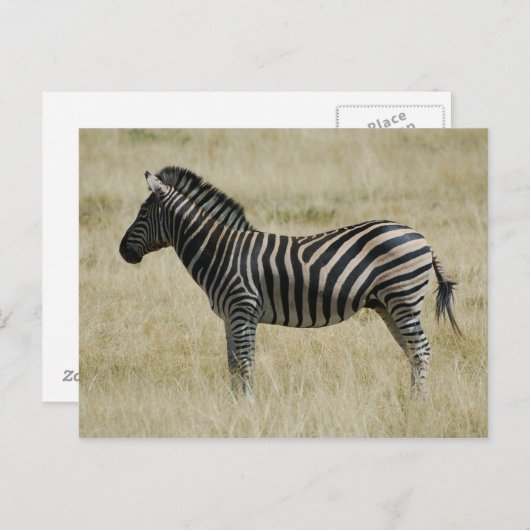 Zebra Briefkaart (Voorkant / Achterkant)
