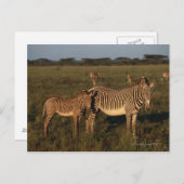 Zebra Briefkaart (Voorkant / Achterkant)