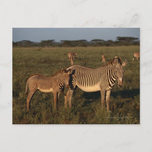 Zebra Briefkaart (Voorkant)