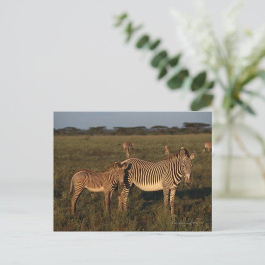 Zebra Briefkaart (Staand voorkant)