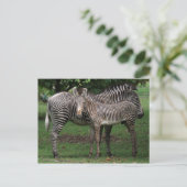 Zebra Briefkaart (Staand voorkant)