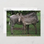 Zebra Briefkaart (Voorkant / Achterkant)