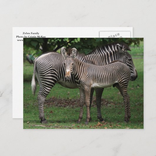 Zebra Briefkaart (Voorkant / Achterkant)