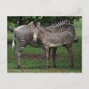 Zebra Briefkaart