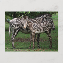 Zebra Briefkaart
