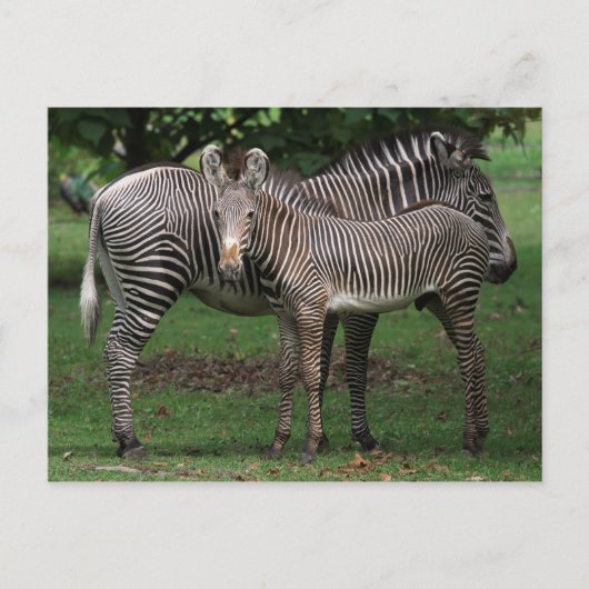 Zebra Briefkaart (Voorkant)
