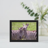 Zebra briefkaart (Staand voorkant)