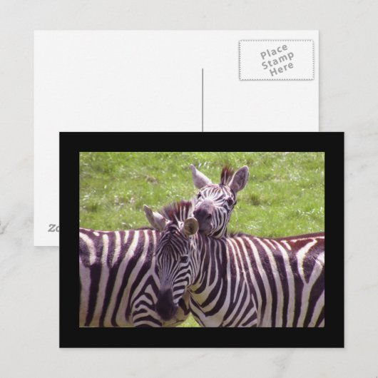 Zebra briefkaart (Voorkant / Achterkant)
