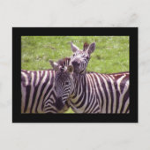 Zebra briefkaart (Voorkant)