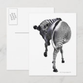 zebra briefkaart (Voorkant / Achterkant)