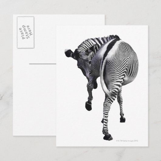 zebra briefkaart (Voorkant / Achterkant)