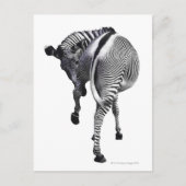 zebra briefkaart (Voorkant)