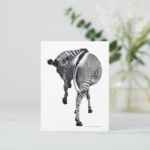 zebra briefkaart (Staand voorkant)