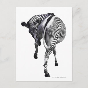 zebra briefkaart