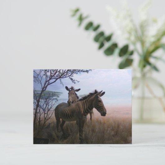 Zebra Briefkaart (Staand voorkant)