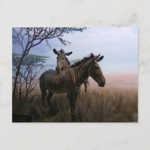 Zebra Briefkaart
