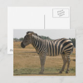zebra briefkaart (Voorkant / Achterkant)