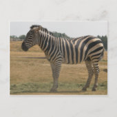 zebra briefkaart (Voorkant)