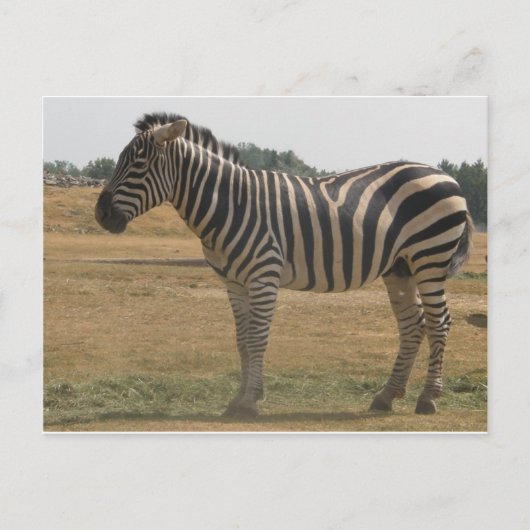 zebra briefkaart (Voorkant)