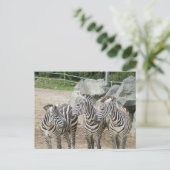 zebra briefkaart (Staand voorkant)