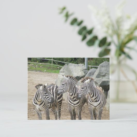 zebra briefkaart (Staand voorkant)