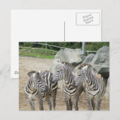 zebra briefkaart (Voorkant / Achterkant)