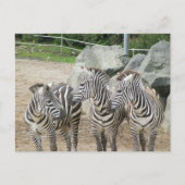 zebra briefkaart (Voorkant)