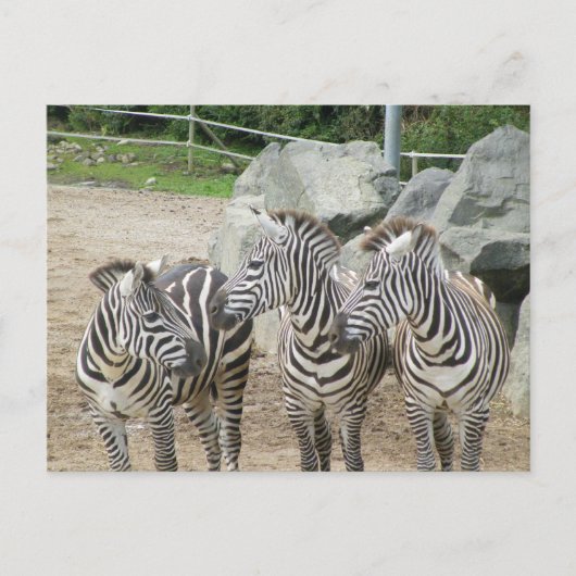 zebra briefkaart (Voorkant)