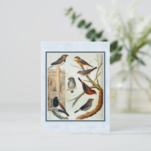  Zebra Briefkaart (Staand voorkant)