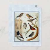  Zebra Briefkaart (Voorkant / Achterkant)