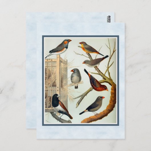  Zebra Briefkaart (Voorkant / Achterkant)