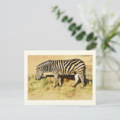 Zebra Briefkaart (Staand voorkant)