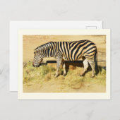Zebra Briefkaart (Voorkant / Achterkant)