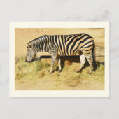 Zebra Briefkaart (Voorkant)