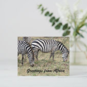 zebra briefkaart (Staand voorkant)