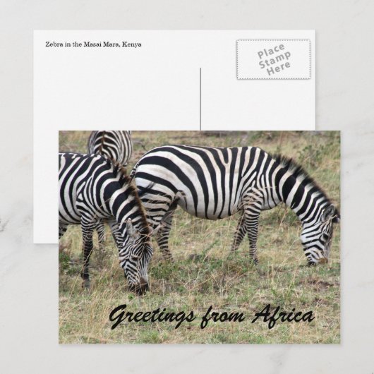 zebra briefkaart (Voorkant / Achterkant)