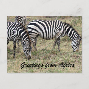 zebra briefkaart