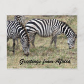 zebra briefkaart (Voorkant)
