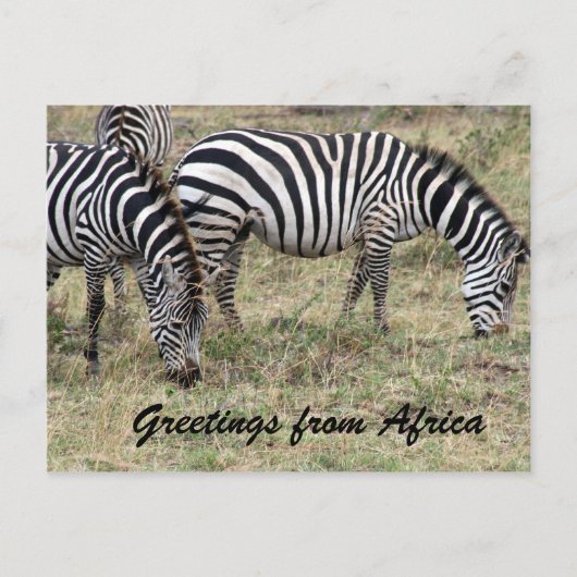 zebra briefkaart (Voorkant)