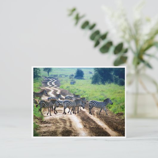 zebra briefkaart (Staand voorkant)