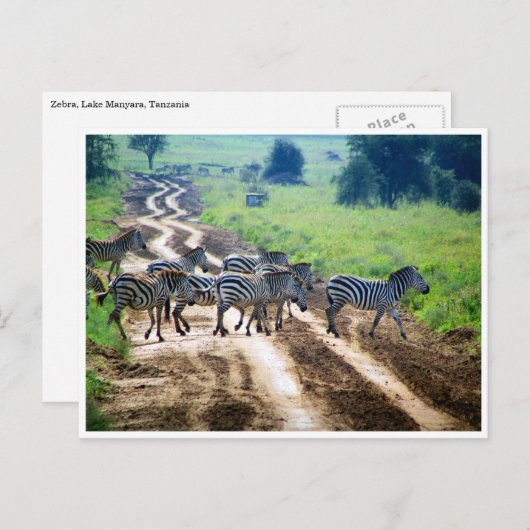 zebra briefkaart (Voorkant / Achterkant)