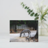 Zebra Briefkaart (Staand voorkant)