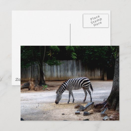 Zebra Briefkaart (Voorkant / Achterkant)