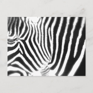 Zebra Briefkaart