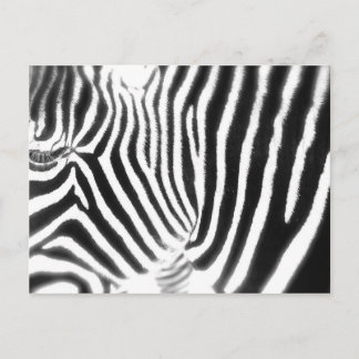 Zebra Briefkaart